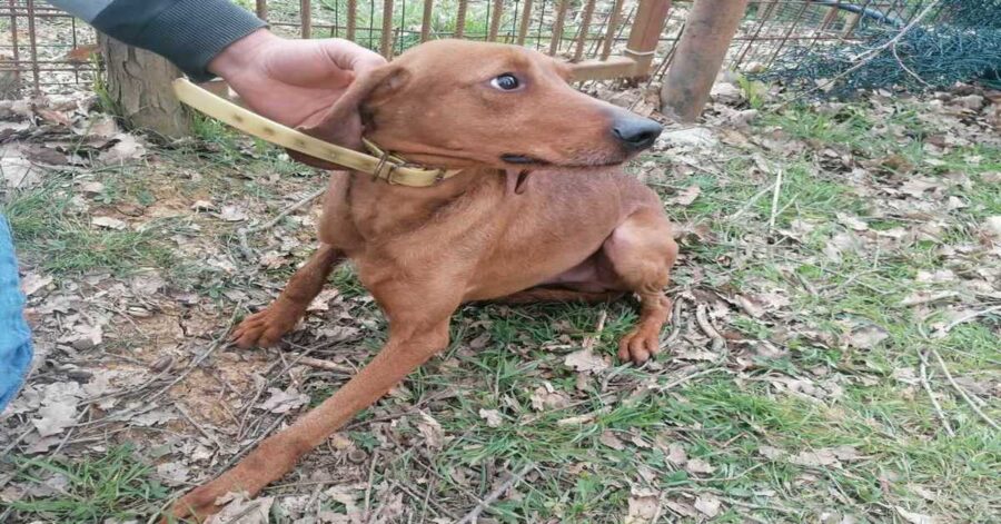 Charlie, il segugio dallo sguardo triste sta cercando una casa