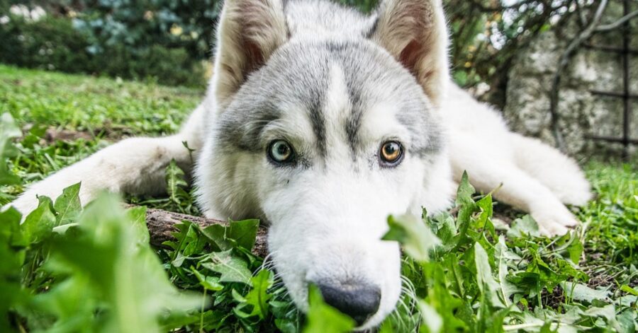 Cucciola di Siberian Husky che ruba i calzini
