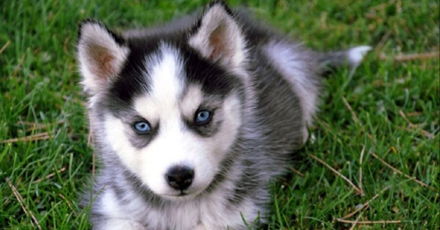 Cuccioli di Siberian Husky che adorano i loro croccantini 