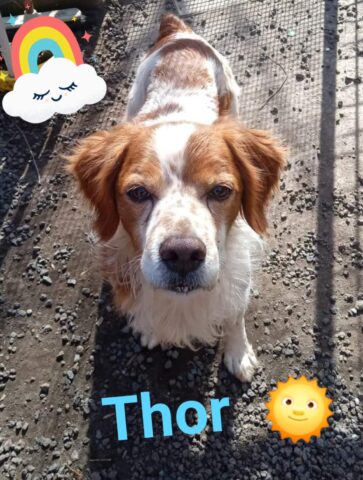 Thor, un cucciolo di Breton in cerca di una casa