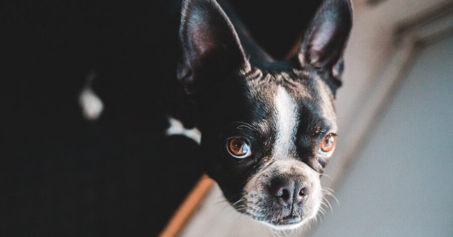 Cucciolo di Bulldog francese fa strani suoni con il naso 