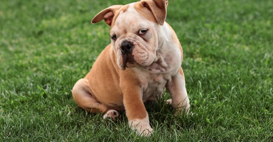 Cucciolo di Bulldog inglese gioca con lo skateboard