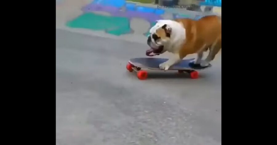 Cucciolo di Bulldog inglese gioca con lo skateboard