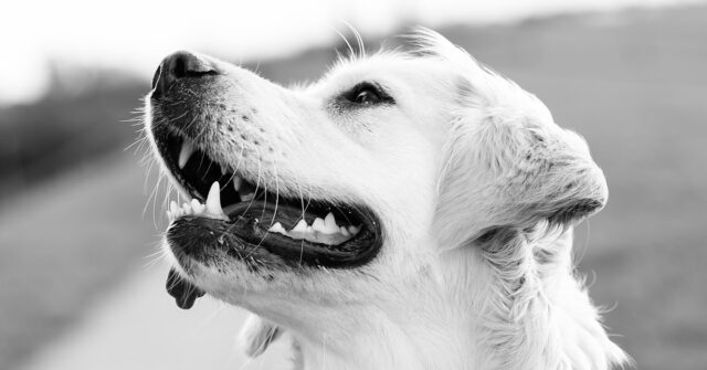 Boone, il cucciolo di Golden Retriever che adora abbracciare i suoi genitori umani (video)