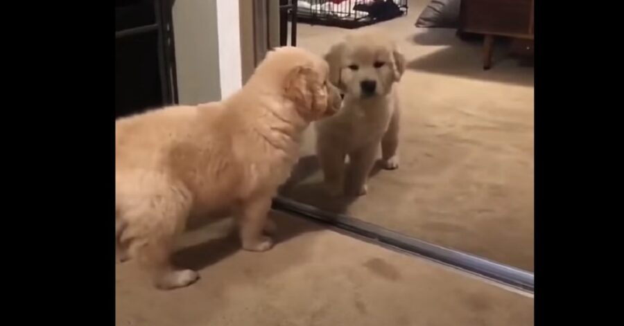 Cucciolo di Golden Retriever si guarda allo specchio per la prima volta