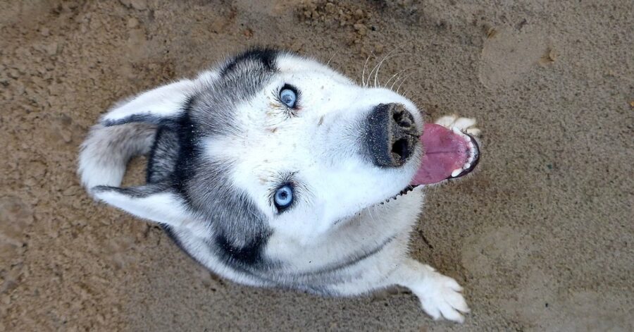 Cucciolo di Siberian Husky non sopporta la sciarpa 