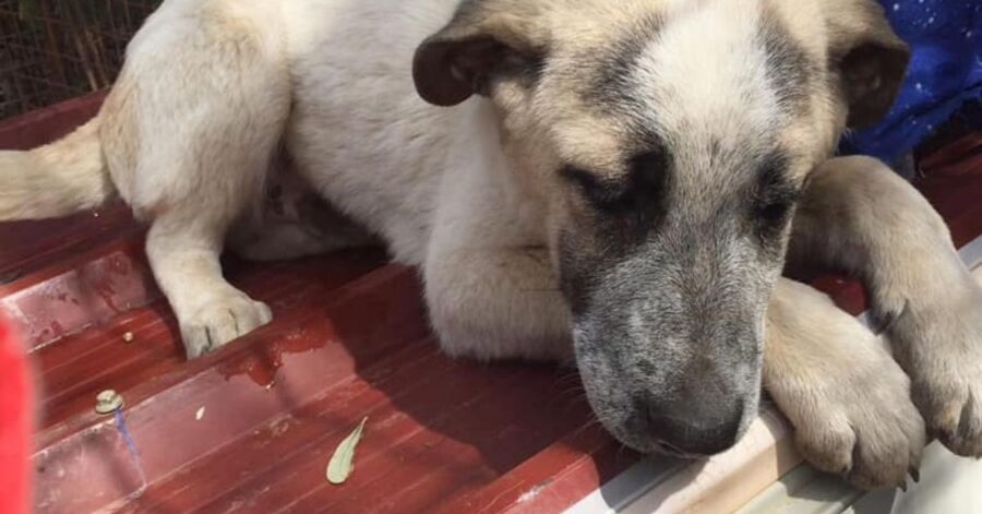 cucciolo di cane sdraiato