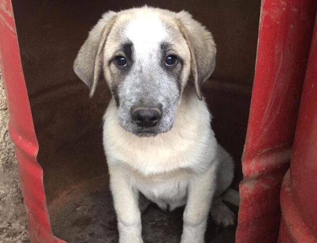 Dalì, il cucciolo triste cerca qualcuno che gli voglia bene