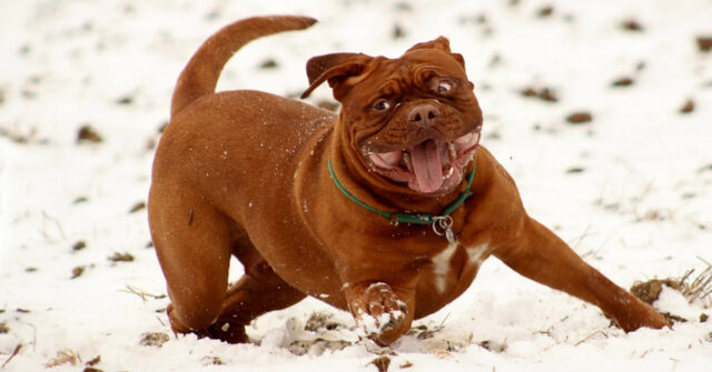Dopo l’abbandono, questo cucciolo di cane vede per la prima volta le neve e non riesce a trattenere l’emozione