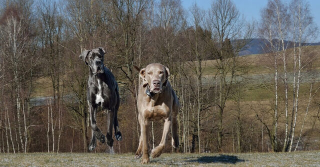 Due cani Alano si godono il loro “wrestling” mattutino (video)