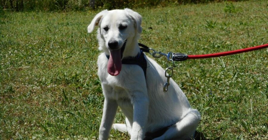 cane seduto su un prato