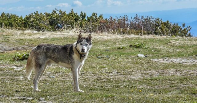 Gli Alaskan Malamute assetati provano per la prima volta l’acqua frizzante e la loro reazione è da ridere