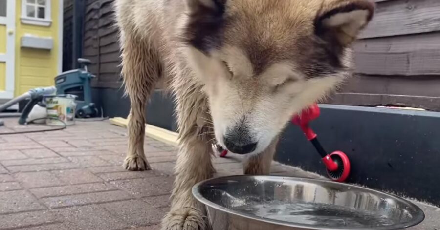 Alaskan Malamute che beve