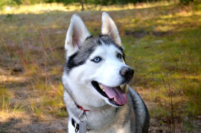 Gli Husky provano a indovinare se il futuro nascituro sarà maschio o femmina (video)