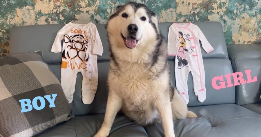 Husky con vestitini da bambino