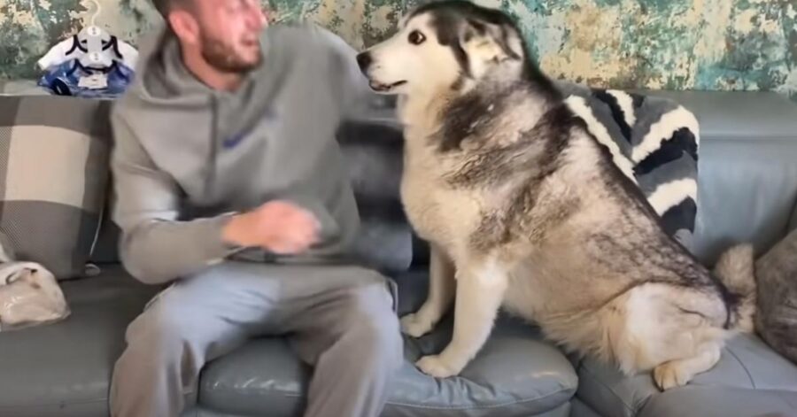 Husky sul divano con il proprietario