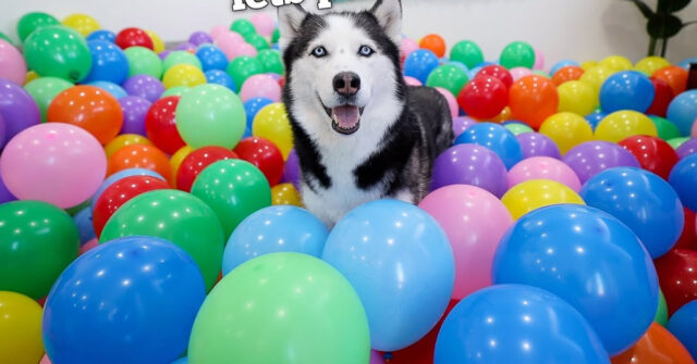 Gli Husky ricevono una bella sorpresa ricca di palloncini per il compleanno (video)
