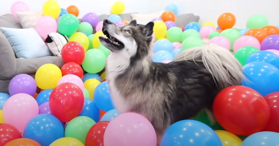 Husky tra i palloncini