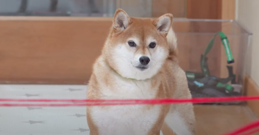 Shiba Inu affronta una vera mission impossible