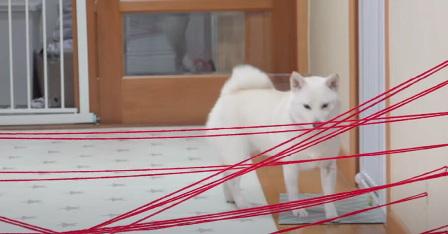 Shiba Inu affronta una vera mission impossible