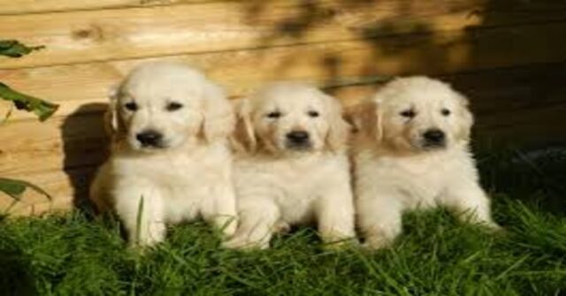 Taco, Vinnie e Ozzy, tre cuccioli di Golden Retriever, si godono un delizioso ghiacciolo (VIDEO)