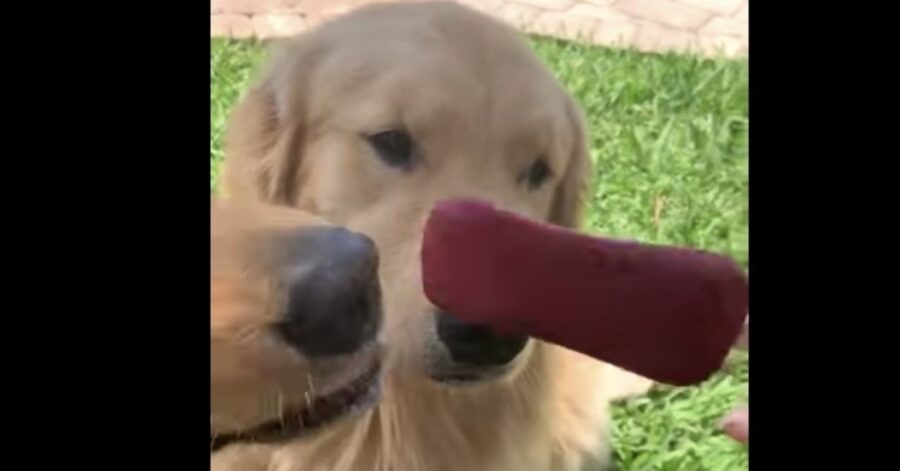 due cani mangiano ghiacciolo rosso