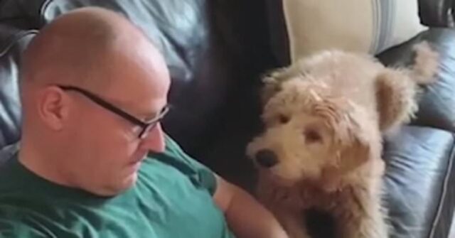 Un uomo aggiusta il peluche preferito del suo cucciolo di goldendoodle (VIDEO)