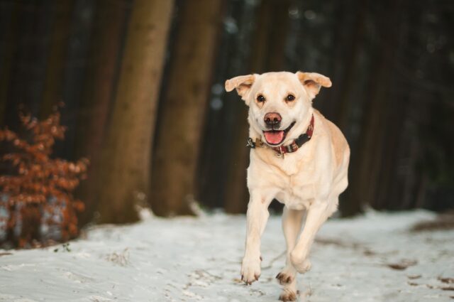 Halo, la cagnolina con una zampa sola che ha ritrovato la gioia grazie alle protesi (VIDEO)