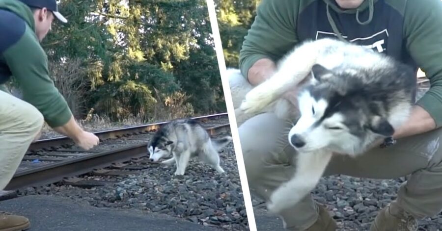 Husky salvato da un vigile del fuoco