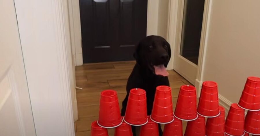 Labrador di fronte ad un muro di bicchieri