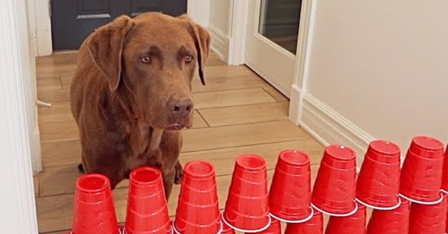 Cane che osserva un muro di bicchieri