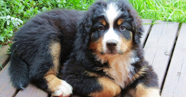 I cuccioli di Bovaro del Bernese si rendono protagonisti di una tenerissima lotta (video)