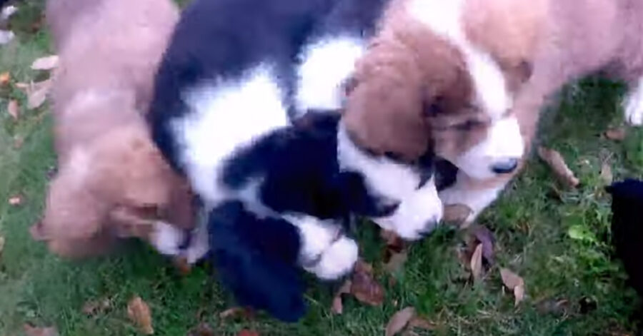 Cuccioli di Bovaro del Bernese che giocano