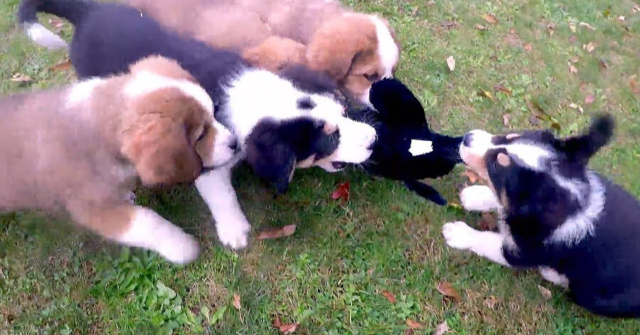 Cuccioli di Bovaro del Bernese che giocano