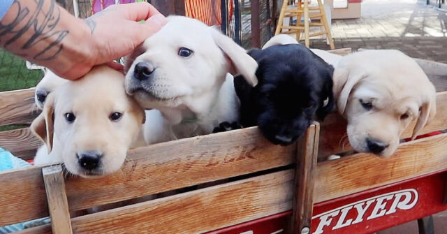 I cuccioli di Labrador viaggiano per la prima volta a bordo di una “carrozza”