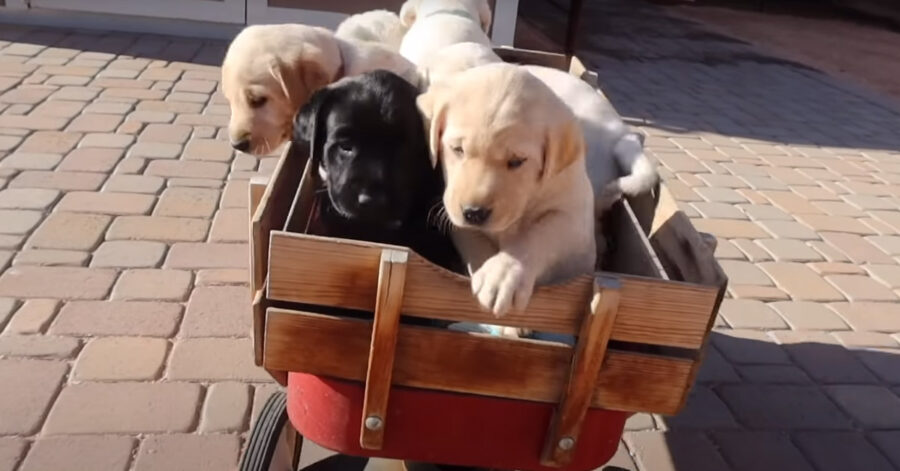 Labrador che giocano