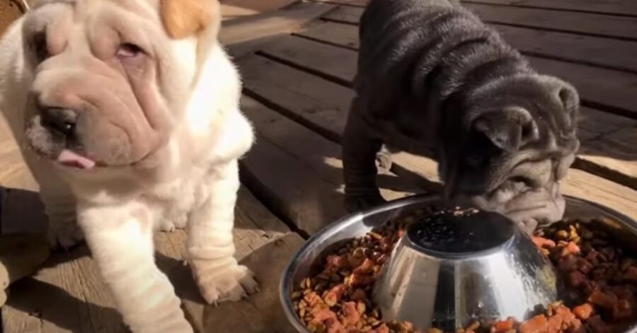 Cuccioli di cane che mangiano insieme
