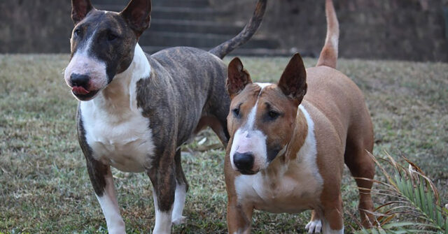 I due Bull Terrier e i due cani Bassotto vengono sorpresi “sul fatto” dal loro padrone (video)
