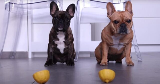 I due Bulldog Francese assaggiano per la prima volta un limone: ci sarà da ridere