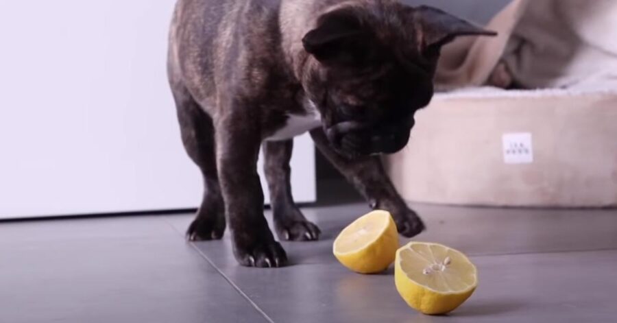 Bulldog Francese che assaggia un limone