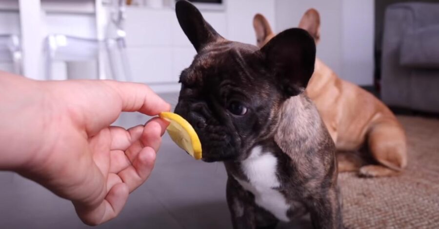 Bulldog Francese che assaggia un limone