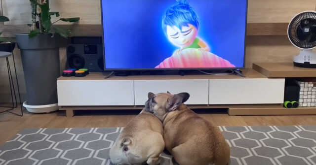 I due Bulldog Francese hanno una tenera reazione di fronte alla scena più triste di Inside Out (video)