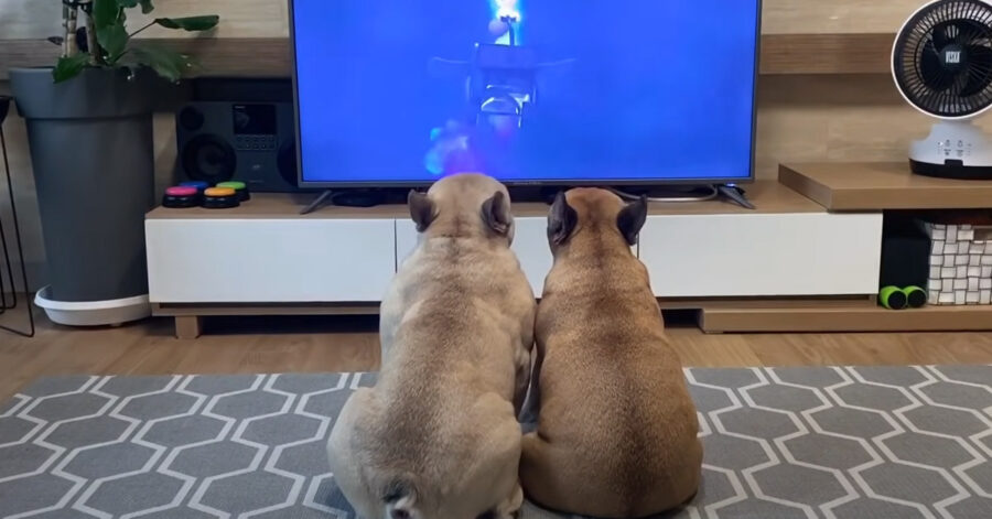 Bulldog Francese guardano la tv