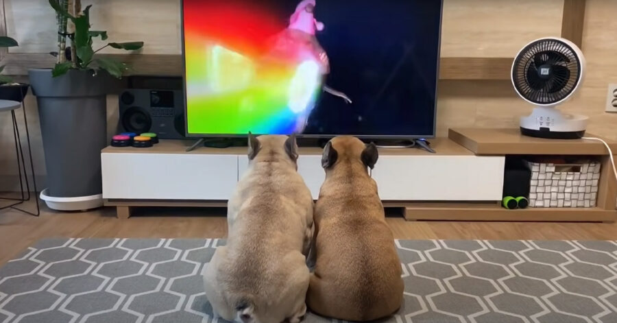 Bulldog Francese guardano la tv