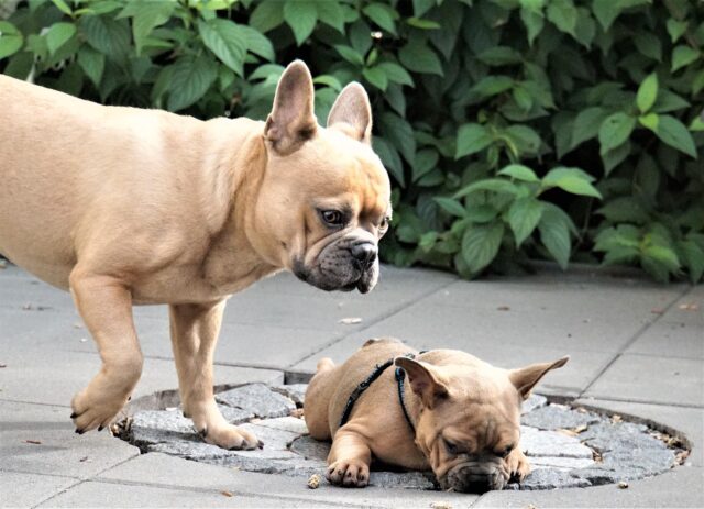 I due Bulldog Francese sono “vittime” dello scherzo del padrone che mangia nella loro ciotola (video)