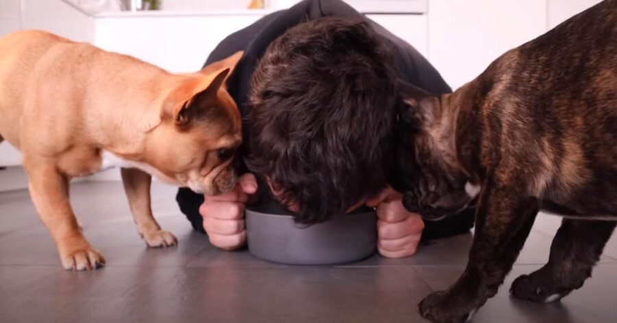 Due cani che osservano il loro proprietario che mangia nella loro ciotola