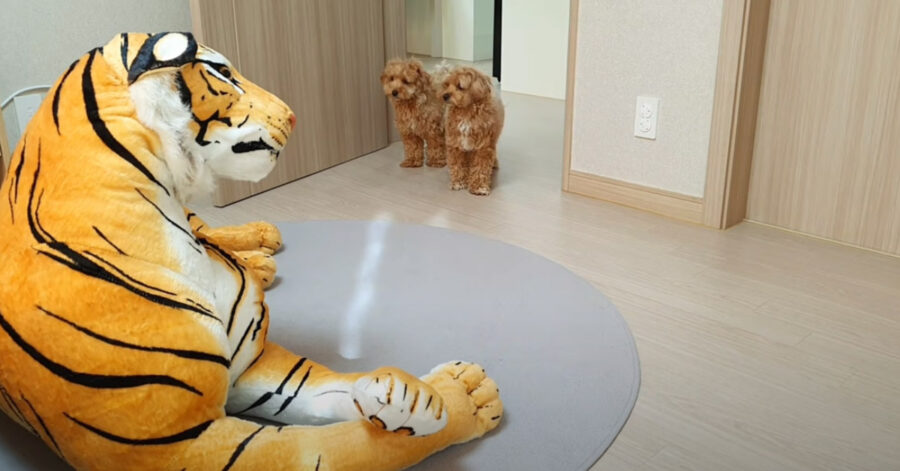 Cani di fronte ad un peluche a forma di tigre