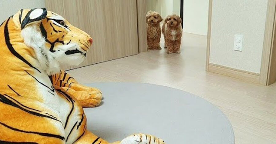 Cani di fronte ad un peluche a forma di tigre