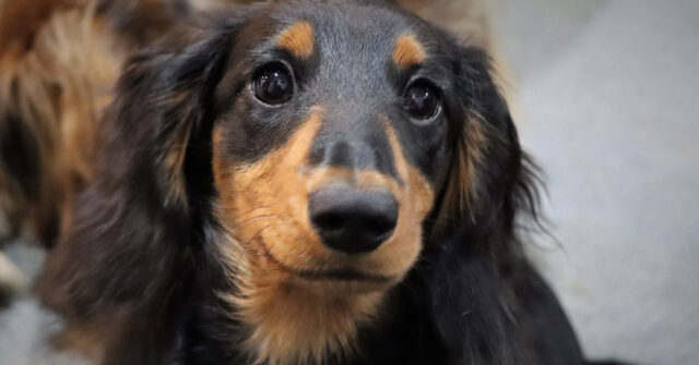 I due cani Bassotto si sfidano in una divertente gara con il cibo (video)