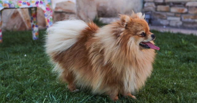 I due cuccioli di Pomerania provano un nuovo snack per la prima volta e la loro reazione è molto tenera